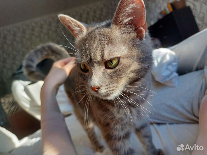 Кошечка в добрые руки