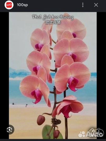 Орхидея Jiuh bao thriving