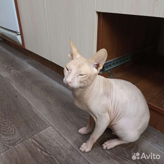 Донской сфинкс вязка, ищет подружку