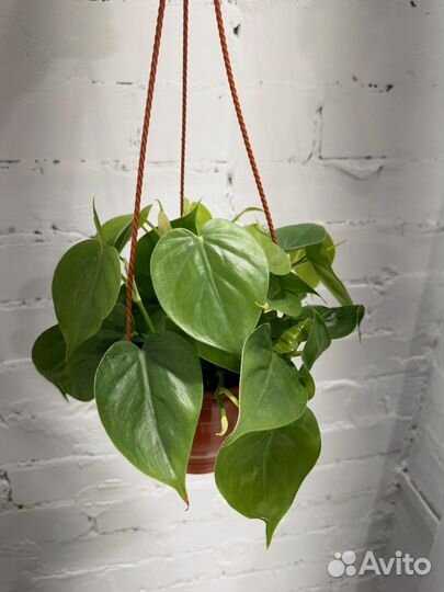 Филодендрон сканденс