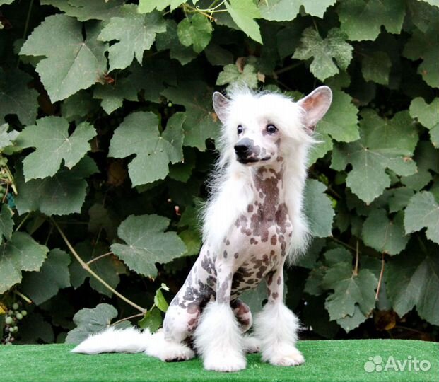 Шикарный щенок китайской хохлатой