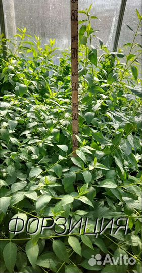 Декоративные кустики на дорост