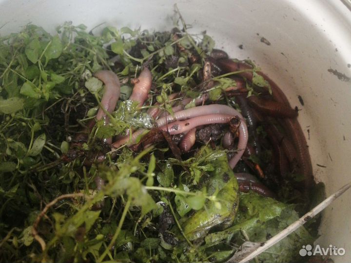 Черви выползки