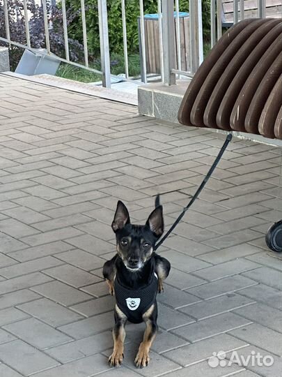 Вязка той-терьер ищем девочку