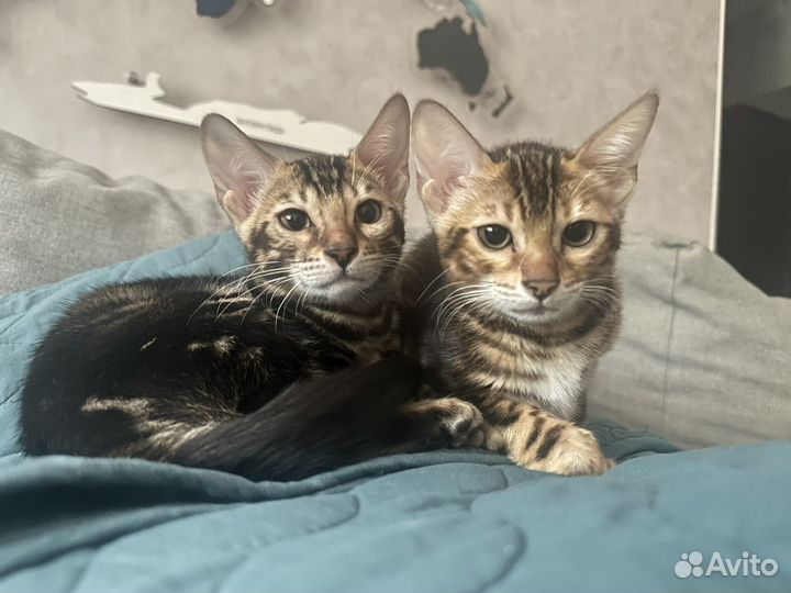 Бенгальская