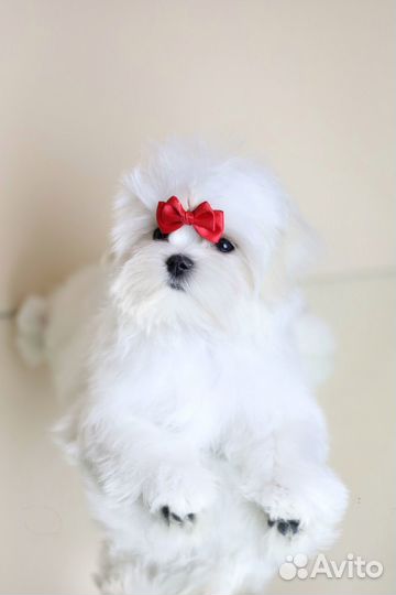 Щенки мальтезе мальчик