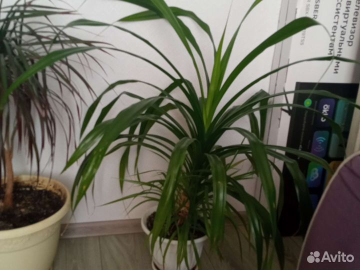 Пальма панданус