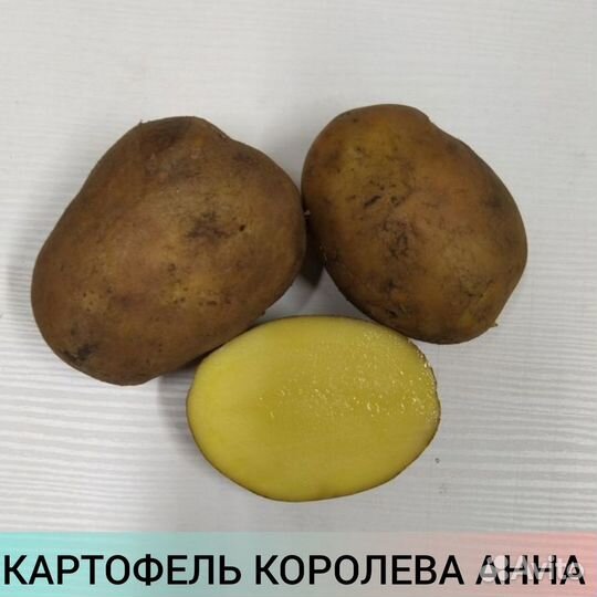 Продаем семенной картофель
