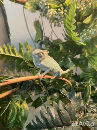 Йеменские хамелеоны