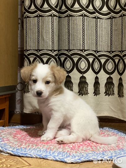 Отдам в добрые руки