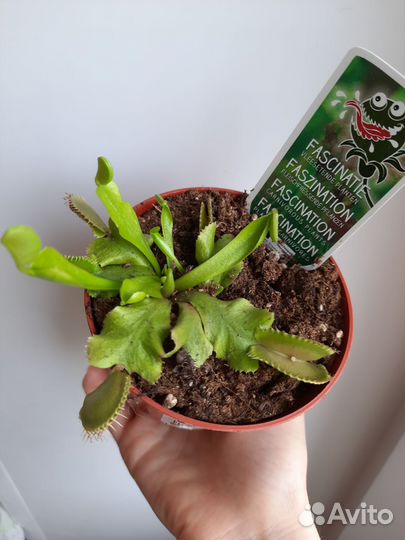 Венерина мухоловка