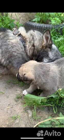 Щенок в добрые руки бесплатно