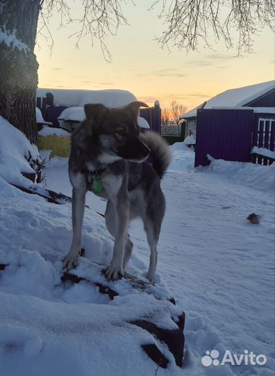Собака в добрые руки мальчик