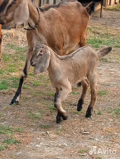 Коза альпо-чешская
