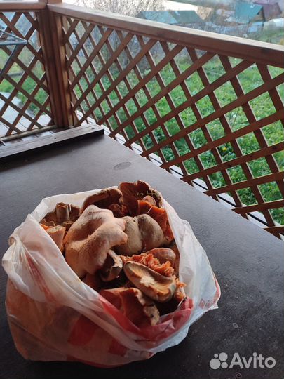 Грибы рыжики свежие