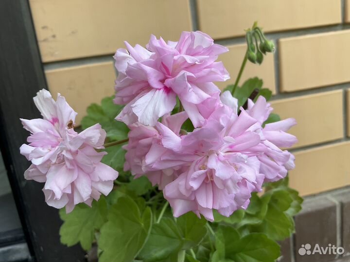 Укоренённые черенки пеларгонии