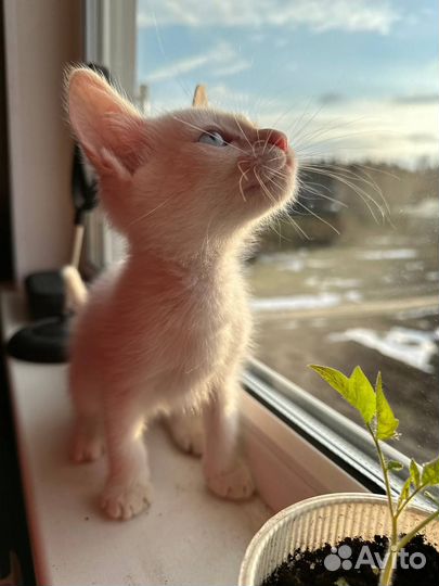 Кошка