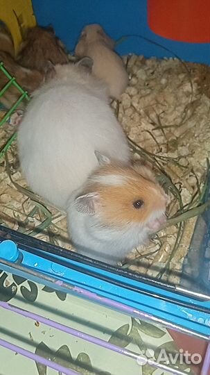 Серийские хомяки