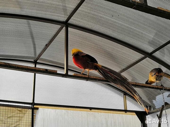 Фазаны золотые, черноплечие павлины