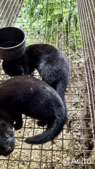 Щенки норки