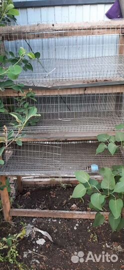 Клетка для перепелов б/у