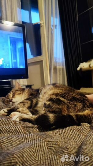 Кот в добрые руки