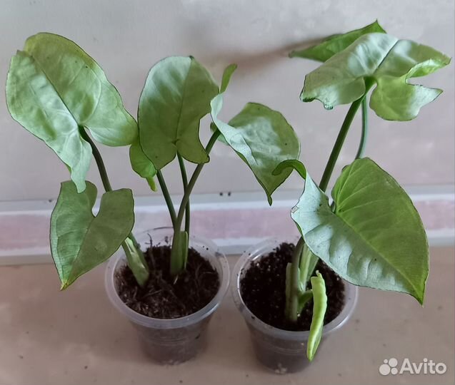 Сингониумы