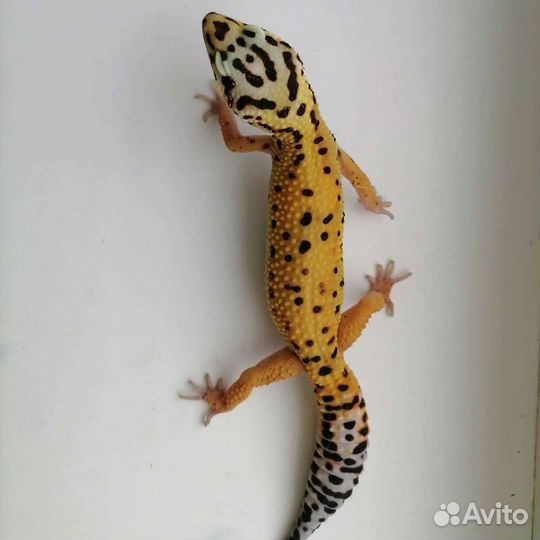 Передержка животных