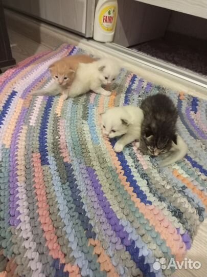 Котята в добрые руки бесплатно