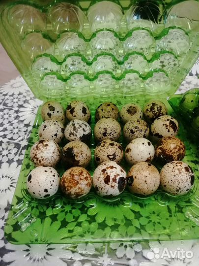 Яйца перепелиные домашние