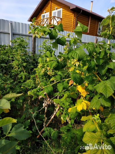 Саженцы малины