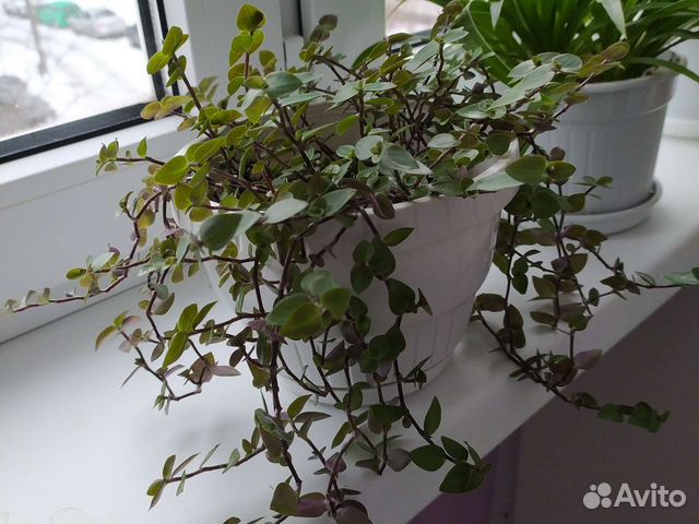 Комнатные цветы