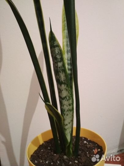 Сансевиерия сортовая
