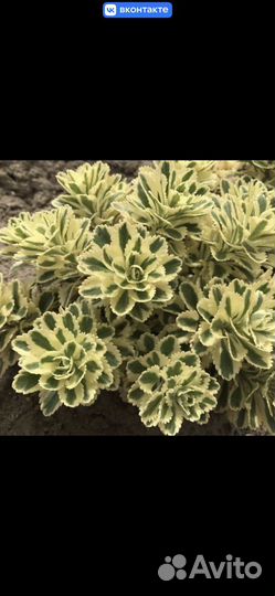 Очиток (седум ) Atlantis