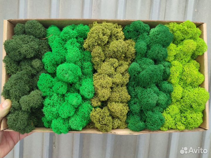 Стабилизированный мох, ягель, кочка, пласт, панно