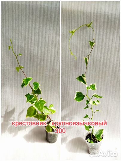 Суккуленты Сансевьеры седум Шталя дихондра сереб