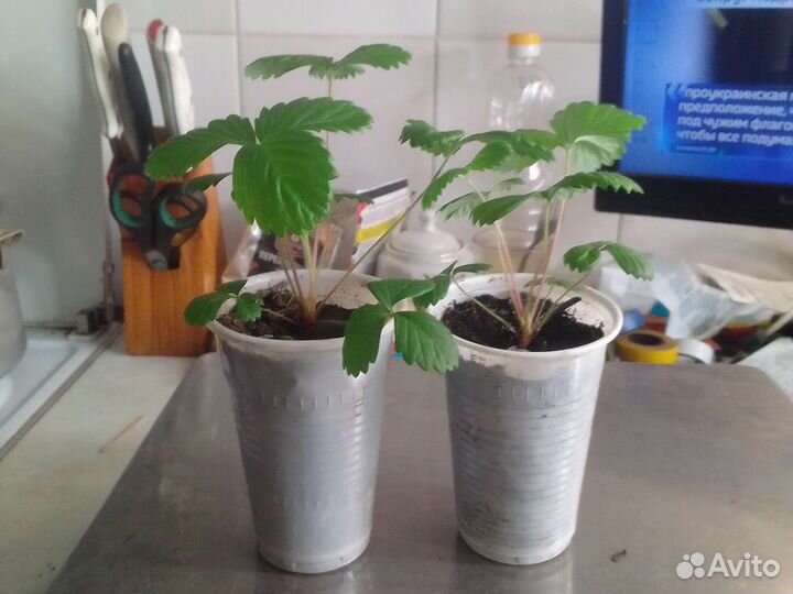 Ремонтантная земляника саженцы.Без усая Под заказ