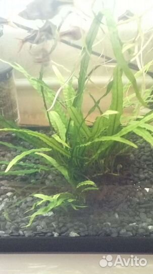 Растения, грунт, удобрения, корм для рыб