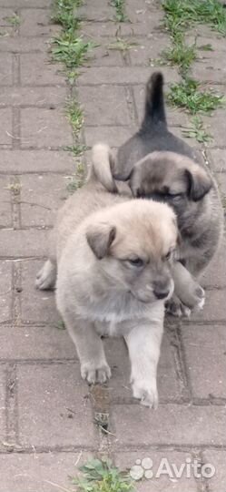 Отдам бесплатно щенков