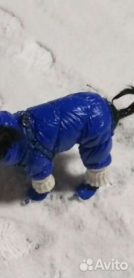 Одежда для маленьких собак