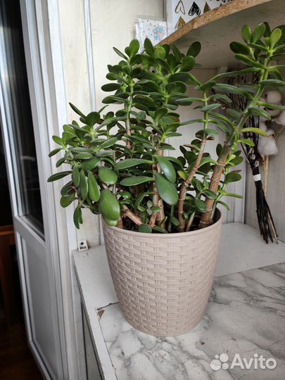 Красула толстянка