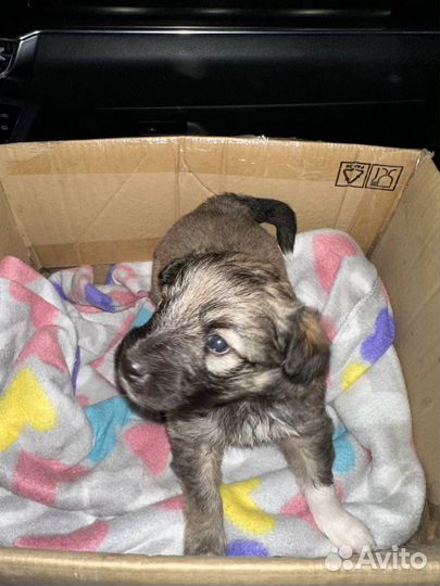 Щенок в добрые руки