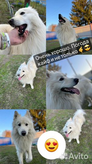 Вязка Самоед