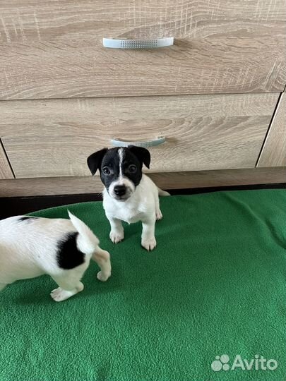 Джек Рассел терьер