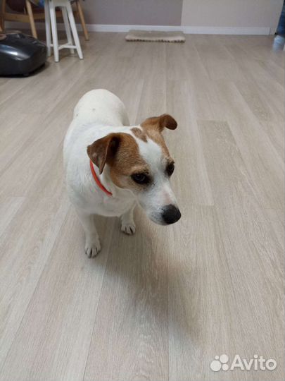 Джек Рассел терьер бесплатно