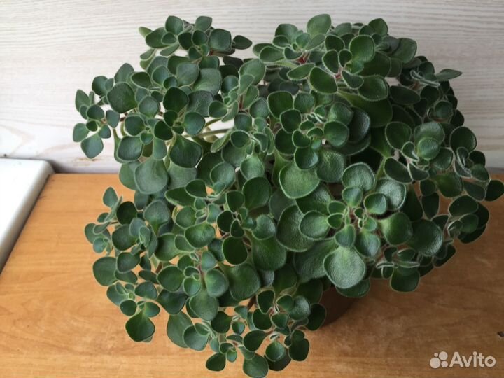 Продам цветы комнатные