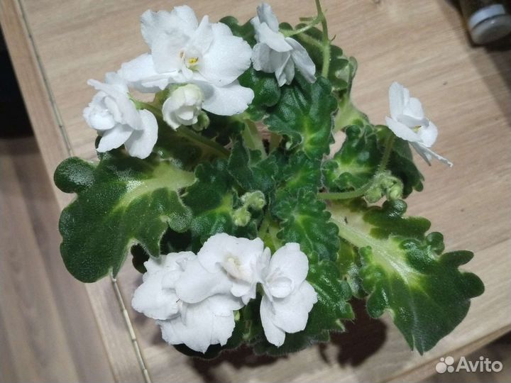 Набор фиалок