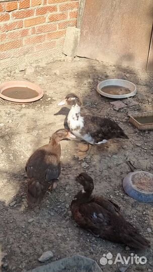 Мускусные утки индоутки