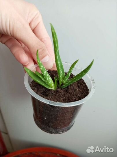 Алоэ вера лечебное