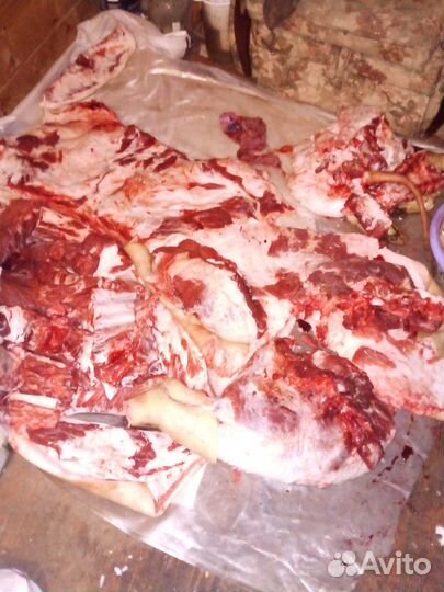 Сало-мясо свиное свежее венгерской мангалицы